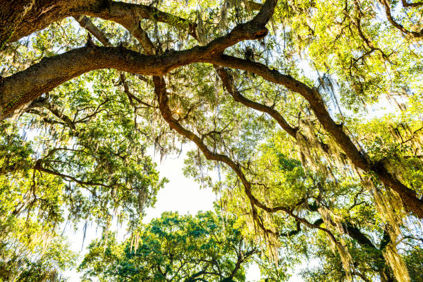 najstarszy południowy dąb żywy w nowym orleanie, louisiana audubon park z wiszącym hiszpańskim mchem w garden district tree of life patrząc w górę pod niskim kątem - zoo audubon zdjęcia i obrazy z banku zdjęć