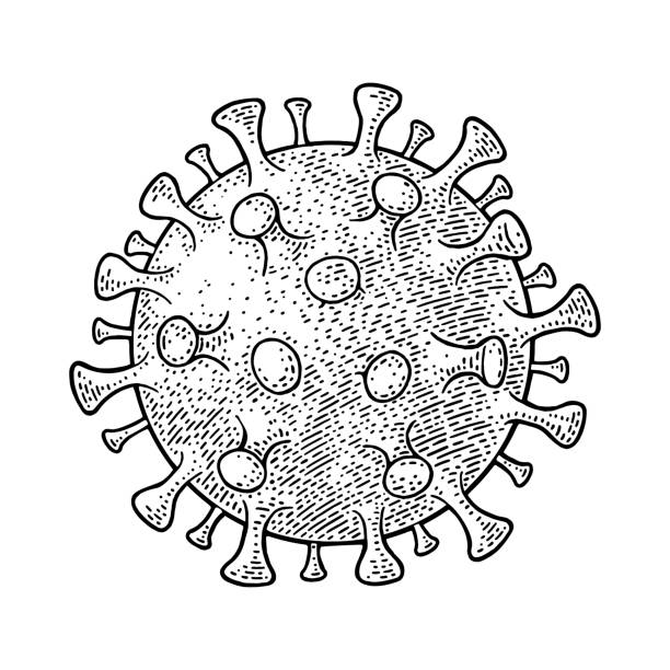 illustrations, cliparts, dessins animés et icônes de cellule de bactéries coronavirus. gravure noire de vecteur de cru - objet gravé illustrations