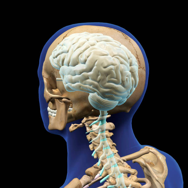 istock Human Head, Skull, Brain and Cervical Vertebrae, Rear View 1210861922