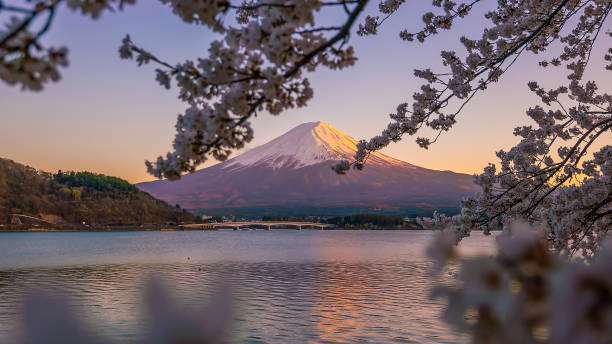 Mount Fuji with Cherry Blossom (sakura), view at Lake Kawaguchiko Mount Fuji with Cherry Blossom (sakura), view at Lake Kawaguchiko, Japan cherry blosson tree stock pictures, royalty-free photos & images