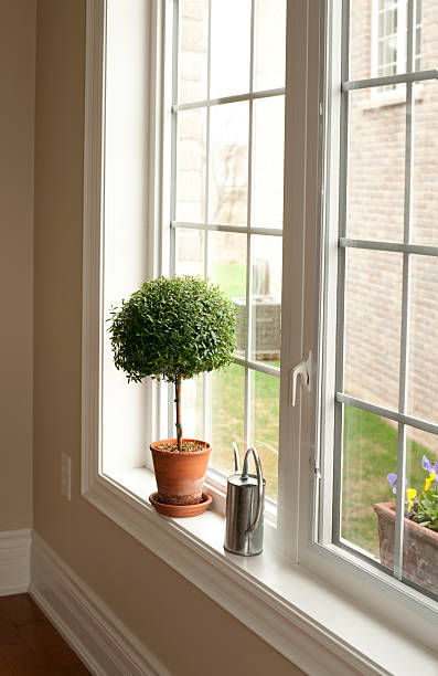 istock Potted Boxwood on Window Sill 121086387