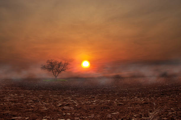 Atmospheric scene from one tree in an earthen field with the sunset and the fog