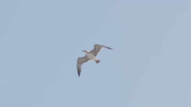 Slow motion shot of a seagull flying