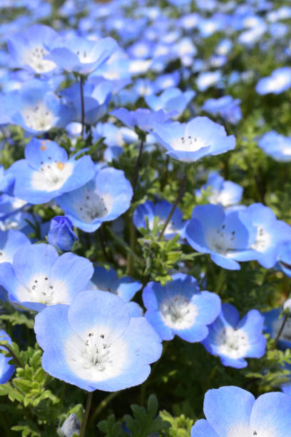 istock Nemophila, a famous flower of Spring 1210871135