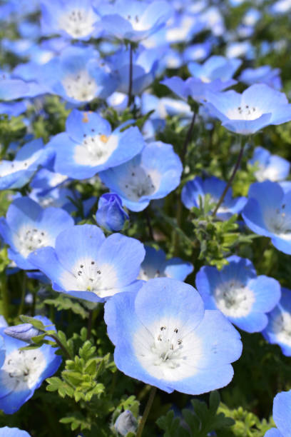 istock Nemophila, a famous flower of Spring 1210871136