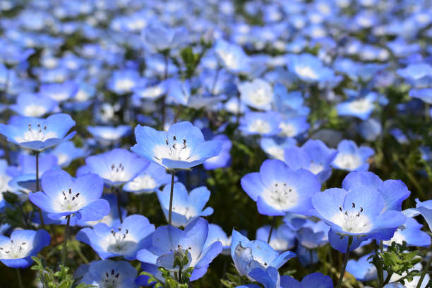 istock Nemophila, a famous flower of Spring 1210871149