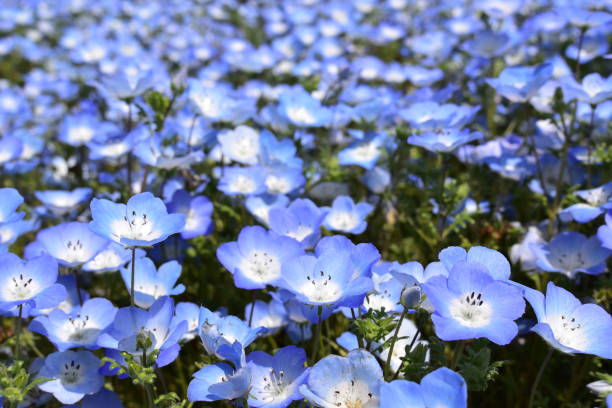 istock Nemophila, a famous flower of Spring 1210871151