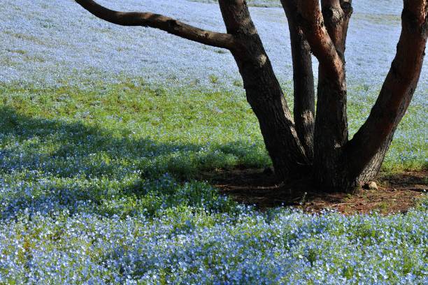 istock Nemophila, a famous flower of Spring 1210872472