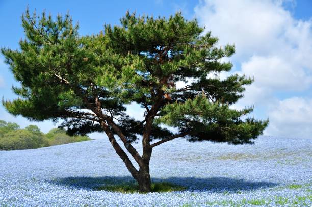 istock Nemophila, a famous flower of Spring 1210872478