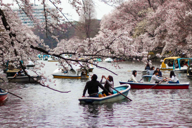 Young couple on a rowboat date during cherry blossom season in Inokashira Park, Tokyo, Japan stock photo
