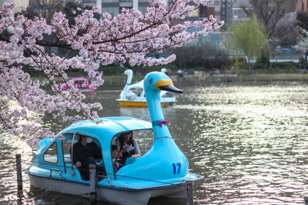 Cherry Blossom time in Ueno Park: Swan Boats are the dreamiest viewing spot stock photo