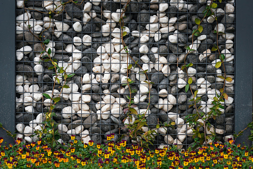 Wall of white,gray and black cobblestones fastened in metal grid with ivy climbing on the wall and yellow blooming flower,the pebble wall looks like the game of \