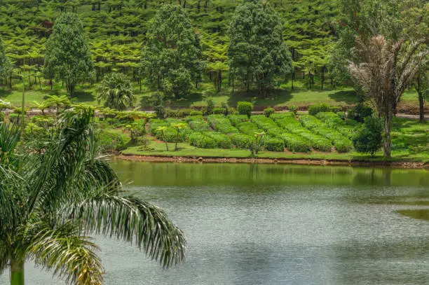 Photo of The view at the tea pantation of Bois Cheri, at the paradise island of Mauritius.