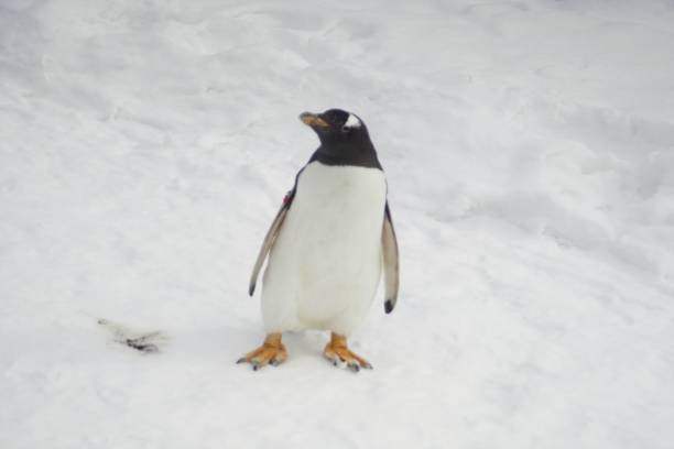 passeio de neve de pinguim - flightless bird water bird gentoo penguin penguin - fotografias e filmes do acervo