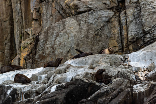 istock Seals relaxing on rock,  Eaglehawk Neck coastal cliff view on Tasman National Park conservation area, Port Arthur, Tasmania 1210878508