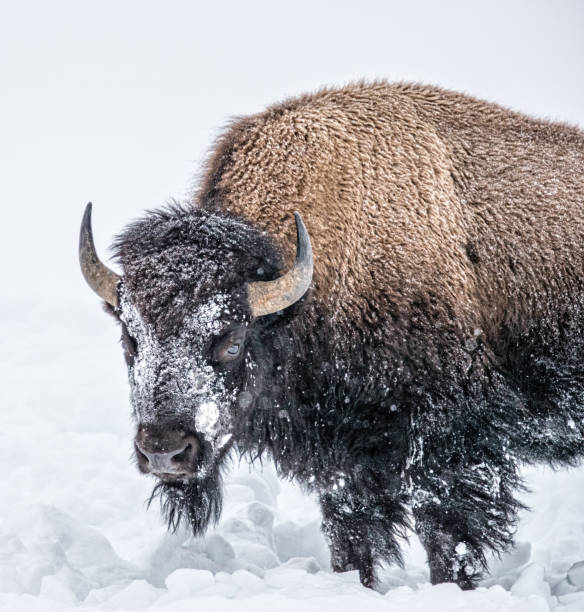 istock Snow covered buffalo in Yellowstone in January 1210879317