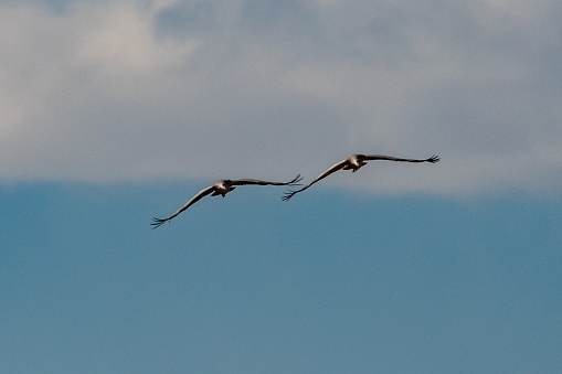 Flying Sandhill Cranes at Monte Vista Wildlife Refuge