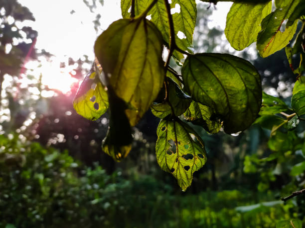 This is the leaf of Ziziphus mauritiana, also known as Chinese date, ber, Chinee apple, Indian plum, Regi pandu, Indian jujube and masau, is a topical fruit tree species belonging to the family Rhamnaceae.