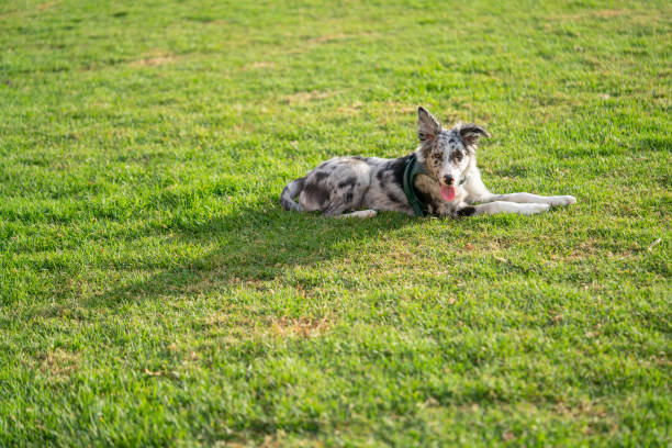 istock Dog Puppy Border Collie Merle 1210881499