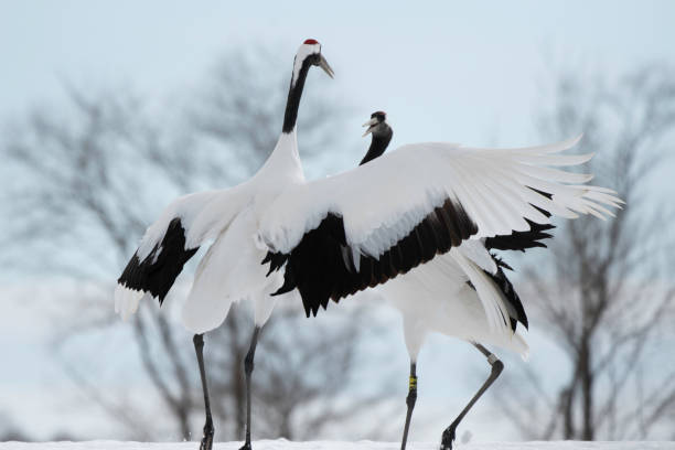 istock Red-crowned crane in Tsurui village 1210881775