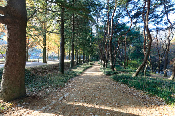 istock early autumn forests 1210882662
