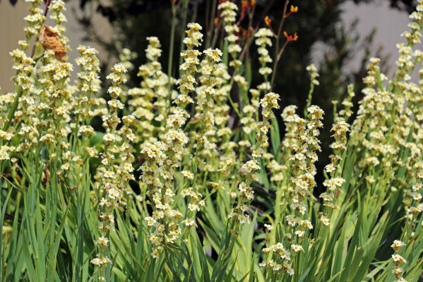 istock Pale yellow flowers 1210883673