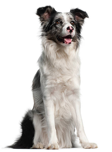 istock Border Collie, eleven months old, sitting, white background. 121088426