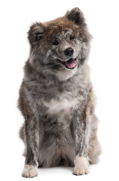 istock Akita Inu, seven years old, sitting, white background. 121088431