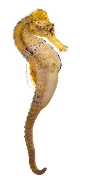 Slender seahorse, Hippocampus reidi yellowish, white background. Longsnout seahorse or Slender seahorse, Hippocampus reidi yellowish, in front of white background. longsnout seahorse hippocampus reidi stock pictures, royalty-free photos & images