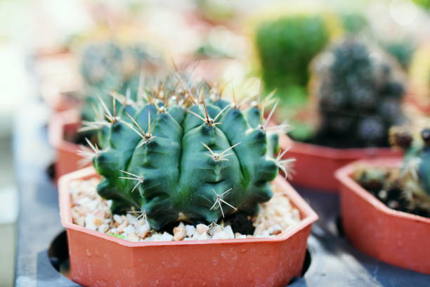 istock Green Cactus Succulent Small Plant Home Garden 1210887733