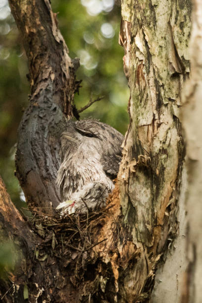 istock Tawny Frogmouth - Podargus strigoides 1210891207