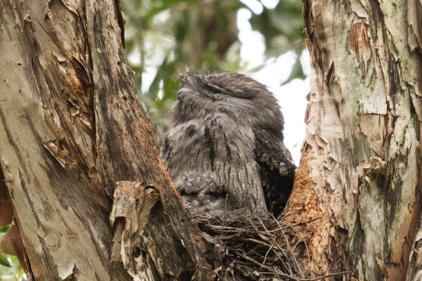 istock Tawny Frogmouth - Podargus strigoides 1210891863
