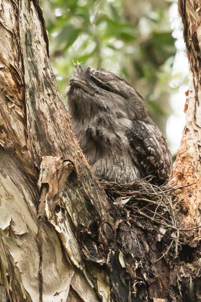istock Tawny Frogmouth - Podargus strigoides 1210891890