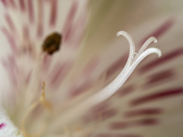istock Macro of white lily 1210891899