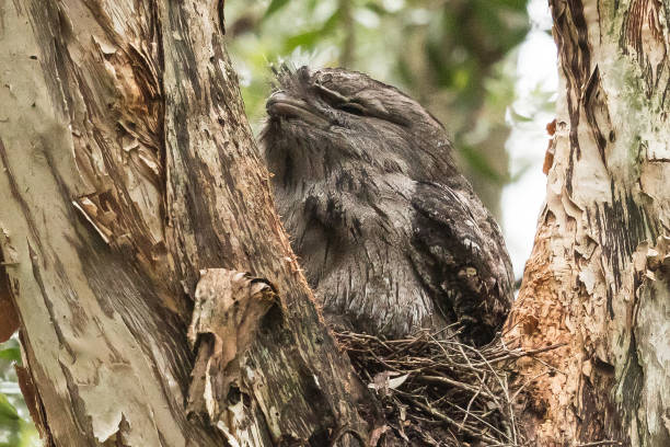 istock Tawny Frogmouth - Podargus strigoides 1210891916