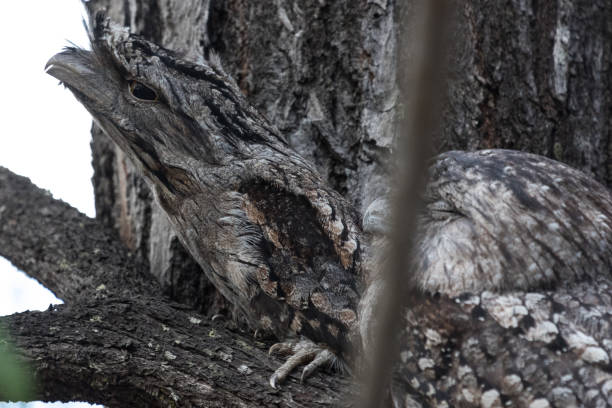 istock Tawny Frogmouth - Podargus strigoides 1210892024