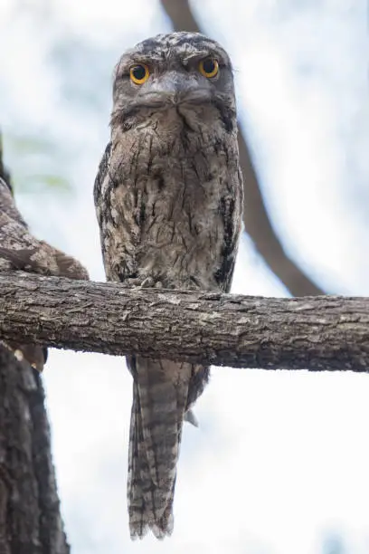 Cryptic owl like bird of Australia