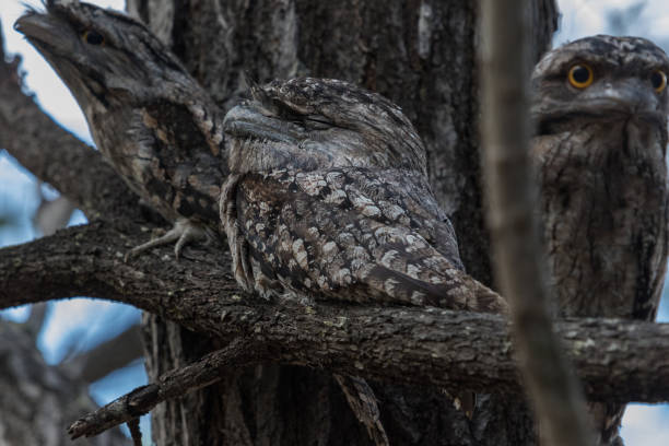 istock Tawny Frogmouth - Podargus strigoides 1210892041