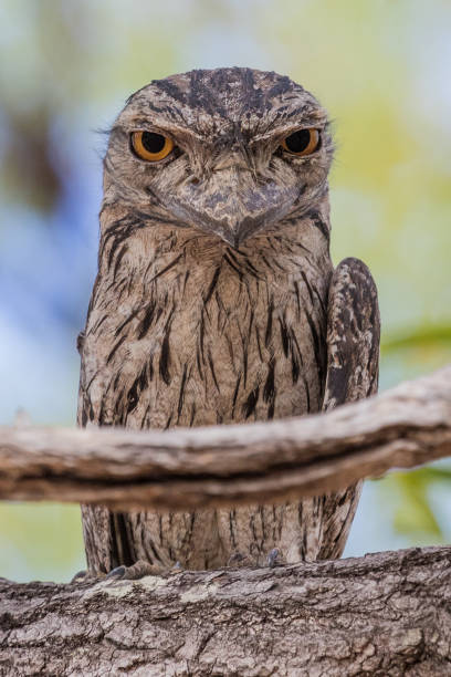 istock Tawny Frogmouth - Podargus strigoides 1210892071