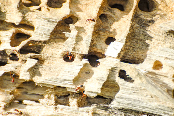 mrówki w pniu drzewa - anthill macro ant food zdjęcia i obrazy z banku zdjęć