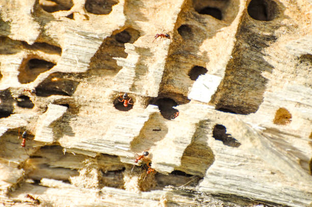 formigas em um toco de árvore - anthill macro ant food - fotografias e filmes do acervo