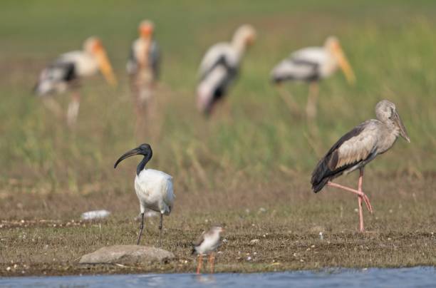 istock Black Headed IBIS and Asian Openbill 1210893783