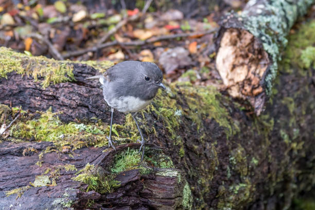 istock New Zealand Robin (Petrocia longipes) on the ground 1210894000
