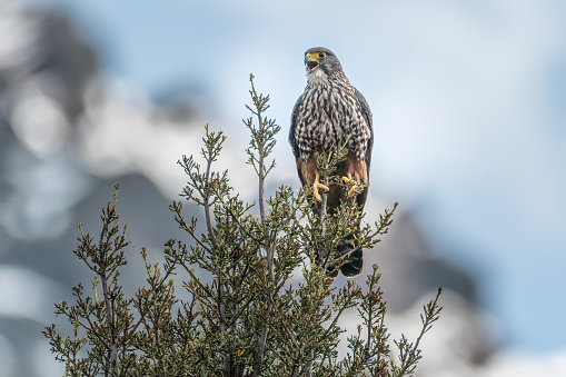 The New Zealand falcon or kārearea in Māori is New Zealand's only falcon. This one was found calling on a tree at the Mount Cook Car Park