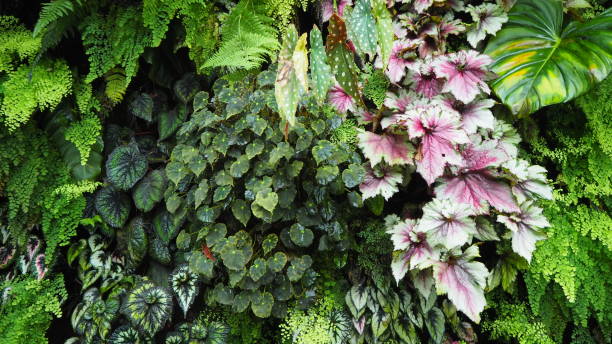 istock Singapore Green Foliage 1210894140