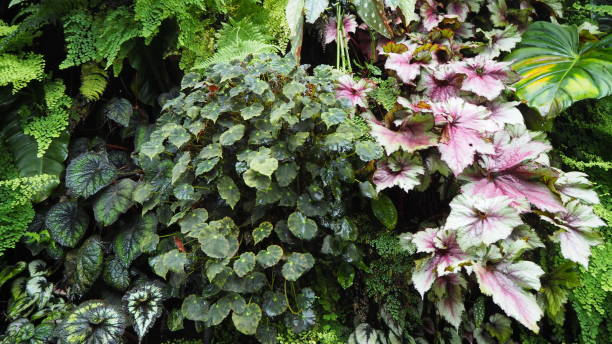 istock Singapore Green Foliage 1210894159