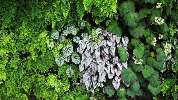 istock Singapore Green Foliage 1210894172