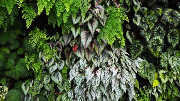 istock Singapore Green Foliage 1210894220