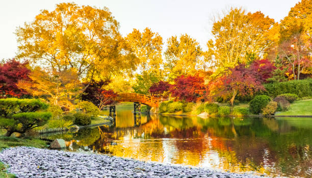 Beautiful pond in Midwestern Japanese garden View of beautiful Japanese garden in Midwest in autumn; traditional Japanese bridge in the background botanical garden photos stock pictures, royalty-free photos & images