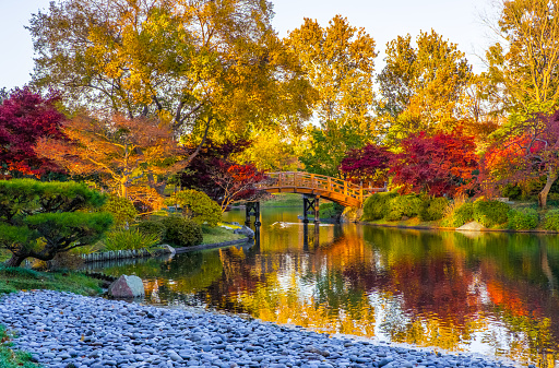Sunset view of beautiful Japanese garden in Midwest in fall; traditional Japanese bridge in the background